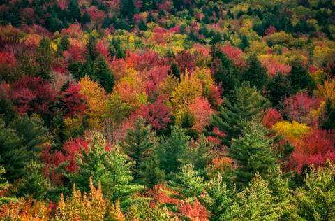 Beautiful fall foliage Foto stock