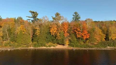 Beautiful fall forest edge next to river painted in green and orange shades Stock Footage 119204134