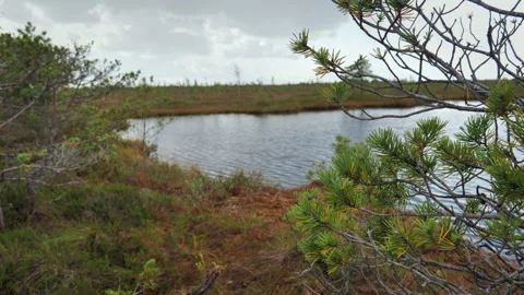 A beautiful fall landscape of a lake in the middle of endless swamps 動画素材 220565690