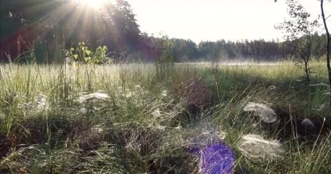 Beautiful fall morning Stock Footage 162334784