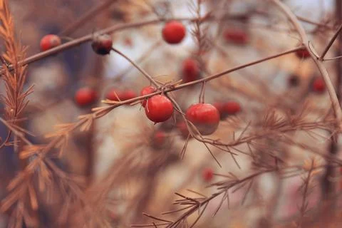 Beautiful fall nature Stock Photos
