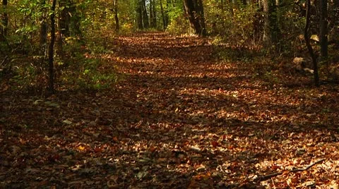 Beautiful Fall Scene in the Forest (LP-Voorhees-054) Video stock 8929245