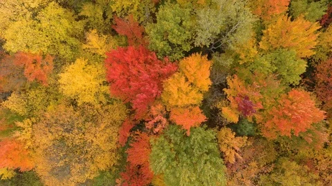 Beautiful fall shot over a forest filled with thick colourful trees Stock Footage 119180739