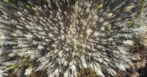 Beautiful Fall trees perspective Stock Footage 98265511