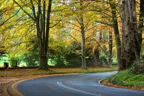 Beautiful fall trees 스톡 사진