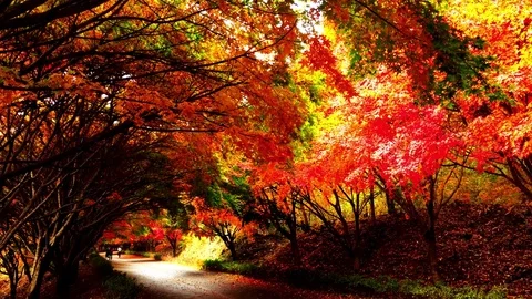 The beautiful fall walk: Stockbeeldmateriaal 80148973