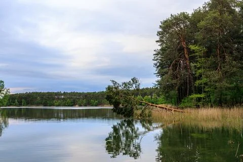 Beautiful fallen but alive pine tree over the water of a forest lake in clo.. Stock Photos