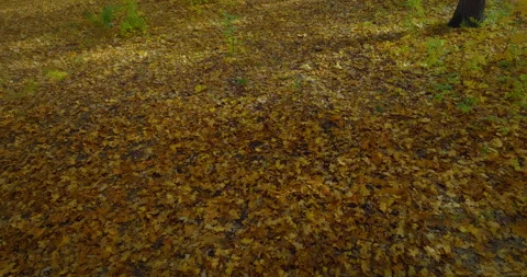Beautiful fallen foliage on ground in forest in autumn day, aerial moving view Stock Footage 233119599