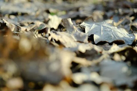 Beautiful fallen leafs carpet on the spring ground in bright sunlight 库存照片