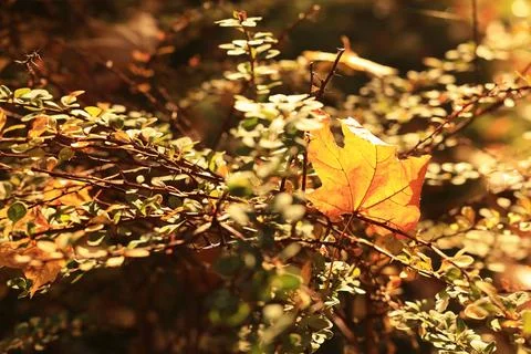 Beautiful fallen maple leaf on bush in park on sunny day Stock Photos