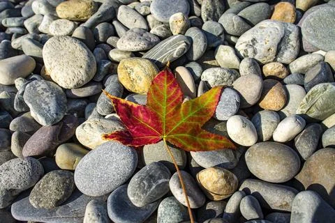 Beautiful fallen maple leaf on gray stones. Abstraction, background Stock Photos