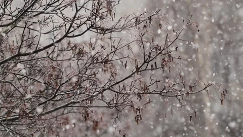Beautiful falling snow against the background of a tree branch Stock Footage 252054470