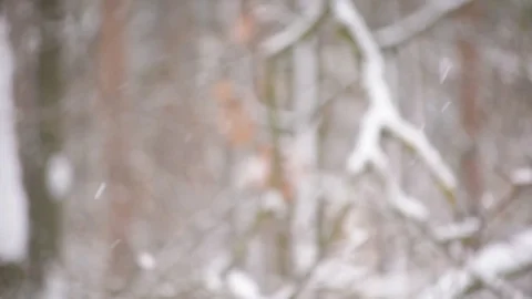 Beautiful falling snow on background of blurred forest Video stock 83883195