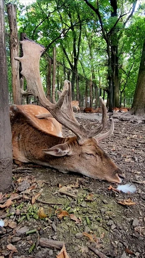 Beautiful fallow deer Stock-Footage 317692945