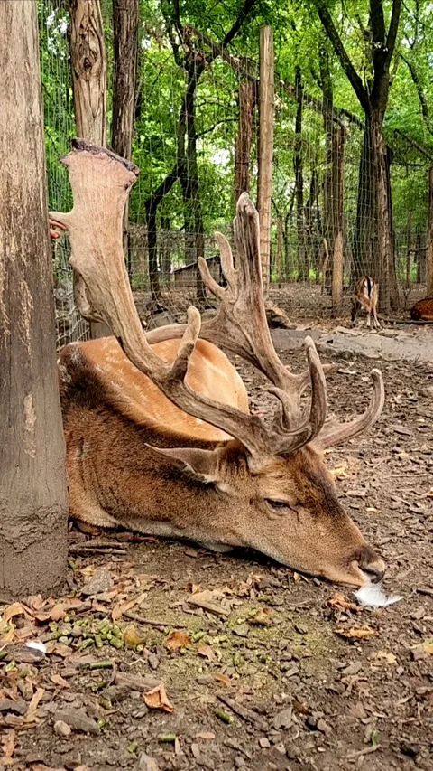 Beautiful fallow deer 스톡 동영상 317692961