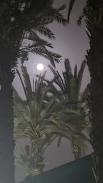 Beautiful fantasy of palm tree at tropical beach and full moon in night skies Stock Photos