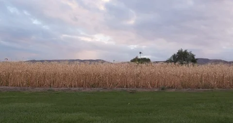 Beautiful farm field of corn during sunset Stock-Footage 127463077