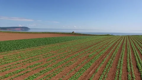Beautiful Farmer Fields Along the Open Ocean with Rising Tides Stock Footage 150448369