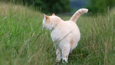 Beautiful fat white cat walking on the grass on camera. Stock Footage 247171361