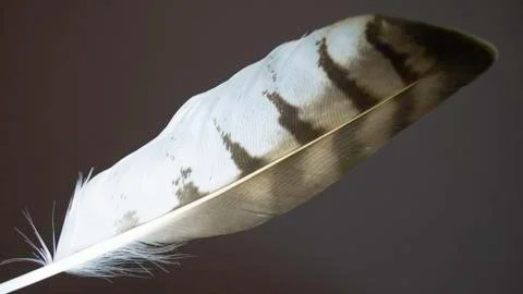 Beautiful feather on a dark gray background Foto stock