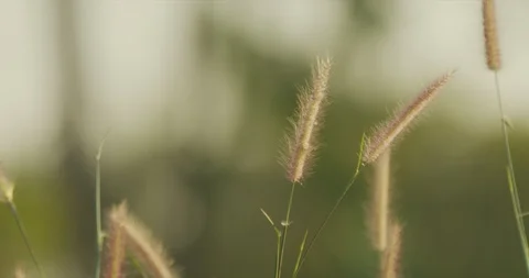 Beautiful feather grass flower Stock Footage 122584602