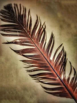 "Beautiful Feather" Stock Photos
