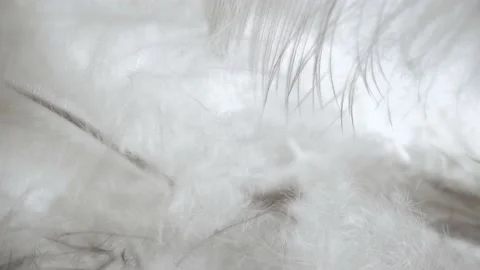 The beautiful feathers of a bird. Stock Footage 147464519