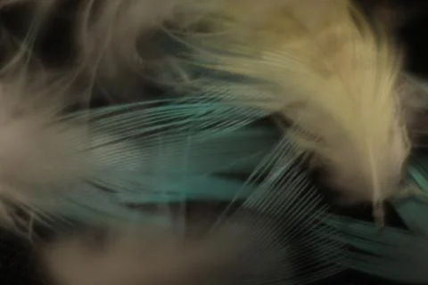 Beautiful feathers on a black background Stock Photos