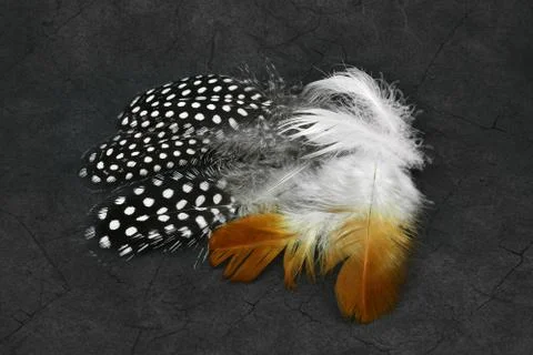 Beautiful feathers Stockfoto's