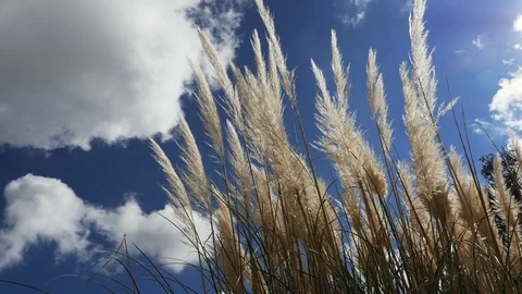 Beautiful feathery maiden grass waves against clouds and blue sky Stock Footage 69778889