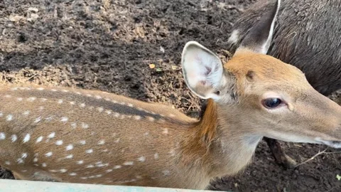 A Beautiful Female Deer Stock Footage 346489736