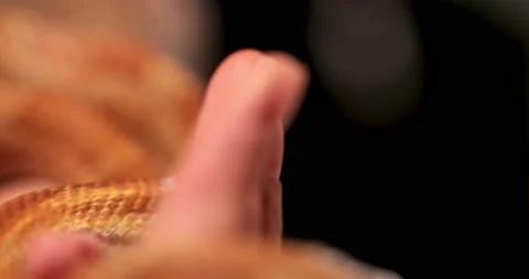 Beautiful female hands touching touch holding domestic common orange snake Stock Footage 179024879