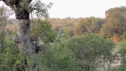 Beautiful Female Leopard Stock Footage 146586487