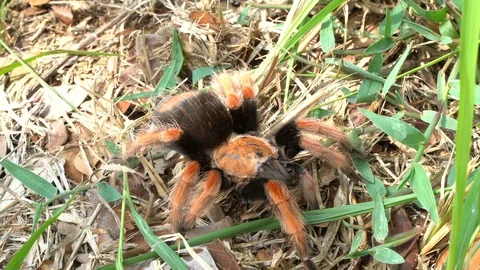 Beautiful female tarantula or spider walking on ground Stock Footage