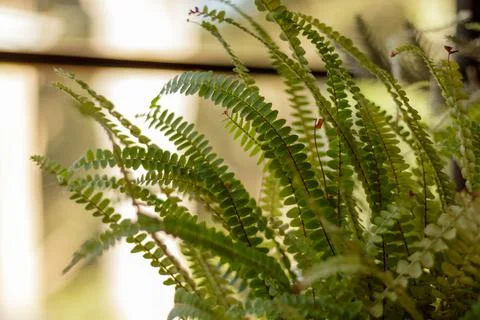 Beautiful fern on a pot, close-up shot by a window.  Stock Photos