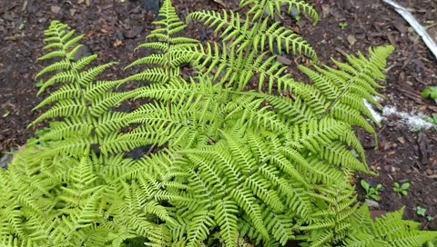 Beautiful ferns Stock Footage 220421019