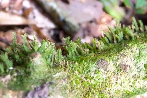 Beautiful Ferns Stock Photos