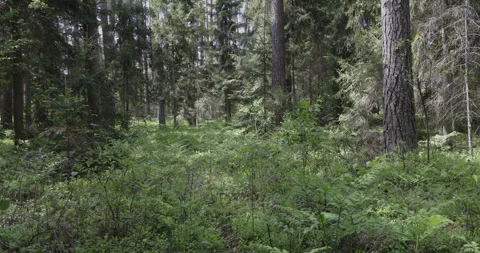 Beautiful ferns in a pine forest, 4K Stock Footage 244328087
