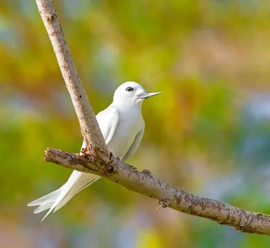 A beautiful Fiary tern perched on a tree Stock Photos