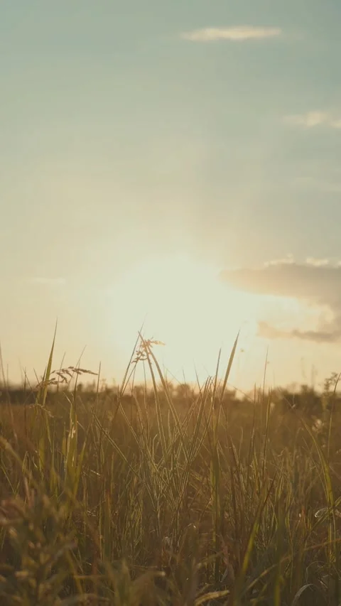 Beautiful field against backdrop sunset, grass rays sunlight, cinematic Stock Footage 296708188