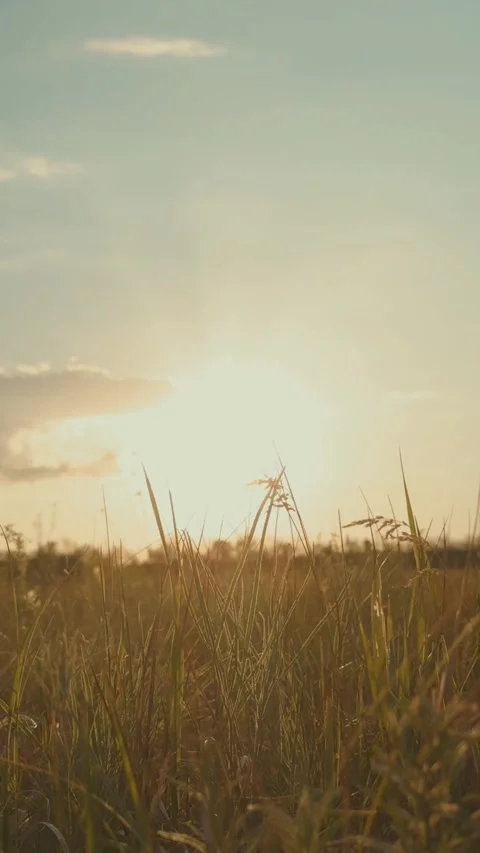 Beautiful field against backdrop sunset, grass rays sunlight, cinematic Stock Footage 300466387