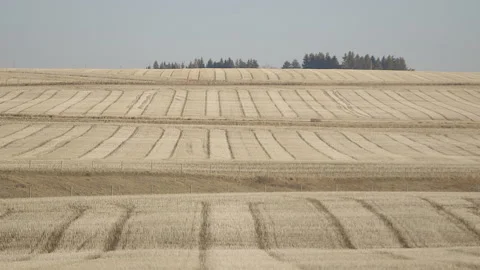 Beautiful field in Alberta Stock Footage 145273198