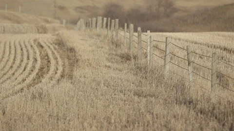 Beautiful field in Alberta Stock Footage 145273203