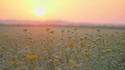 Beautiful field with Blooming Curry plant in rural countryside. Video stock 112154953