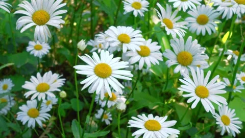 Beautiful field of chamomiles background, closeup Stock Footage 283389718