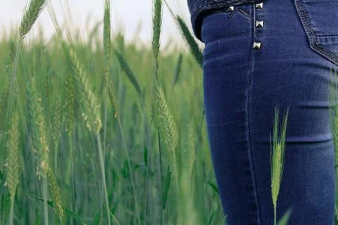 Beautiful field composition. Stock Photos