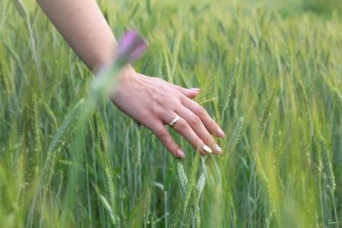 Beautiful field composition. Stock Photos