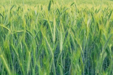 Beautiful field composition. Stock Photos