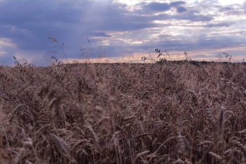 Beautiful field composition. Stock Photos