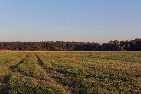 Beautiful field composition. Stock Photos